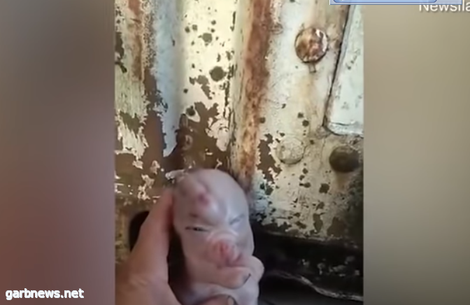 ولادة خنزير بوجه بشري.  " فيديو "