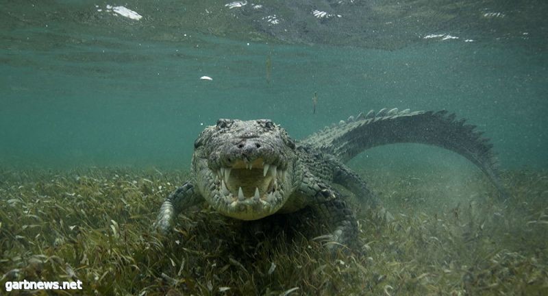 قرويون أندونيسيون يقتلون 300 تمساح