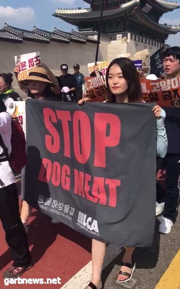 نشطاء في كوريا الجنوبية يحتشدون ضد ذبح الكلاب وتناولها