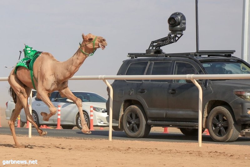 شاهين تدخل نجومية مهرجان ولي العهد للهجن بالطائف