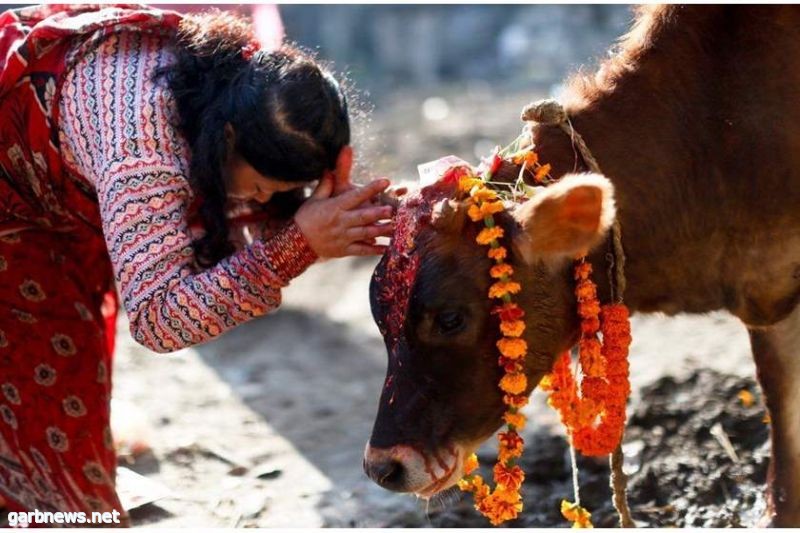 الحيوان المقدس في الديانة الهندوسية يلتهم محاصيل المزارعين في الهند