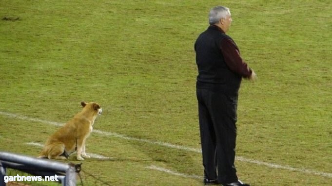 الكلب " غوراني تيسابارا " مساعد مدرب بكرة القدم ويحظى بشعبية لدى الجماهير "شاهدصور"