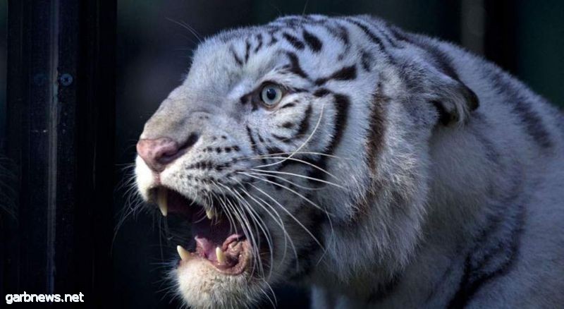 نمر نادر يقتل حارسا في حديقة حيوان في اليابان