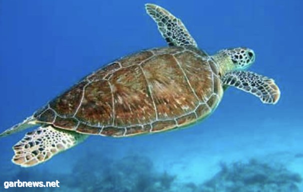 "البيئة" تؤكد على عدم صيد السلاحف البحرية والاتجار بها.. والعقوبات مغلظة