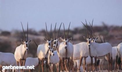 سلطنة عمان تشارك دول مجلس التعاون لدول الخليج الاحتفال بيوم الحياة الفطرية