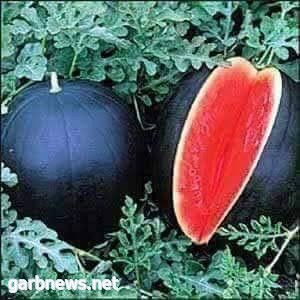 البطيخ الأسود