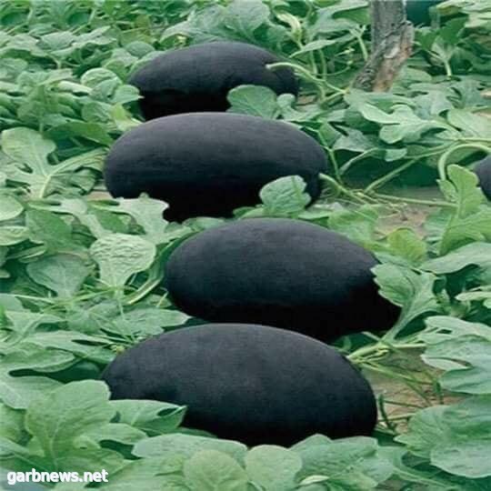  البطيخ الأسود .... أحد أصناف البطيخ الياباني الغريبة 120287_1