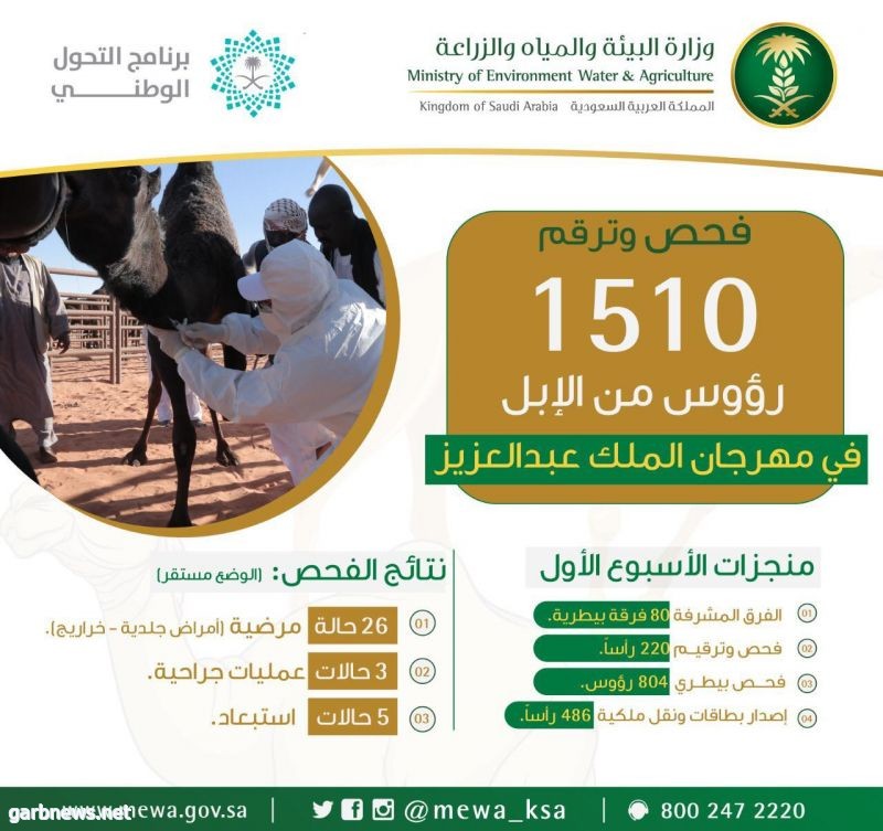 "البيئة" تفحص وترقم 1500 رأس من الإبل خلال الأسبوع الأول في مهرجان الملك عبدالعزيز
