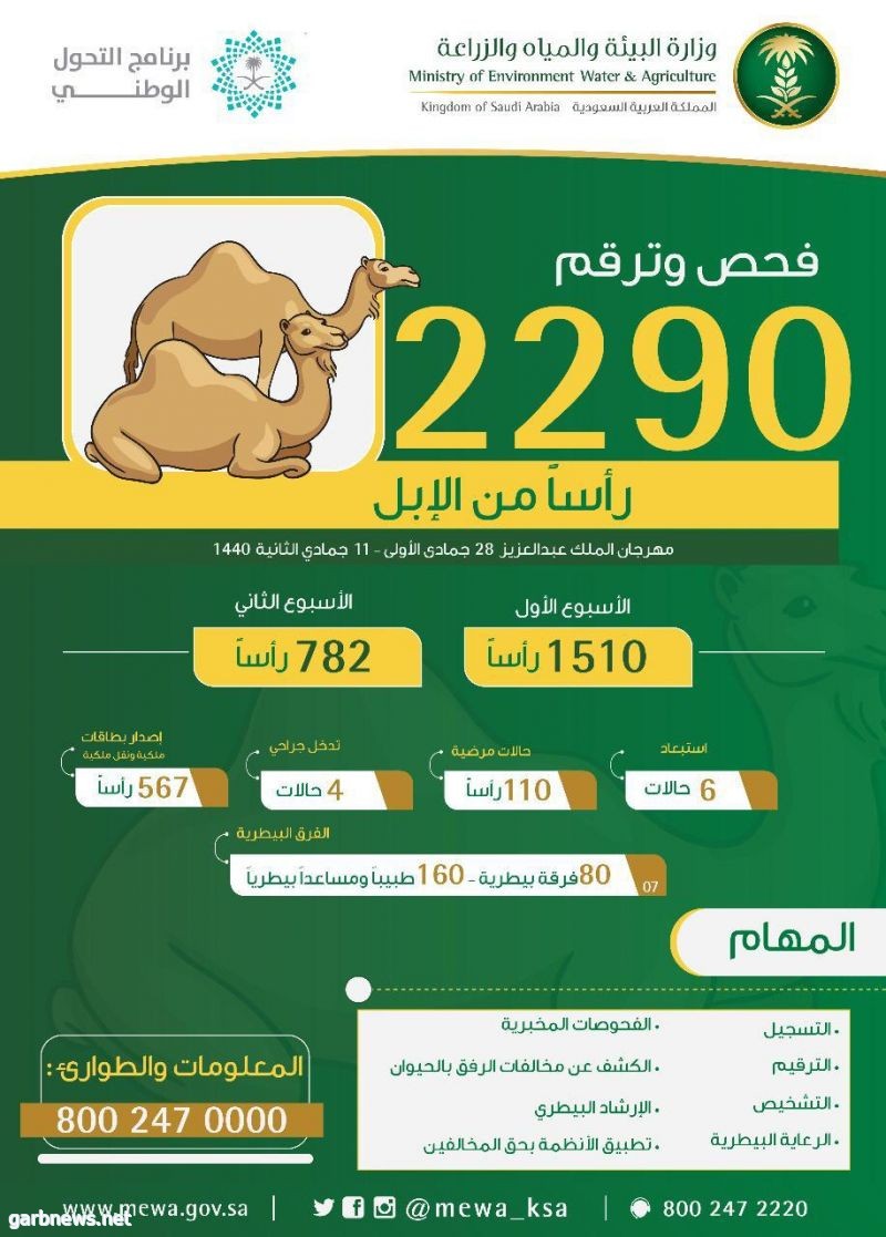 "البيئة" تفحص وترقم 2290 رأساً من الإبل خلال مهرجان الملك عبدالعزيز