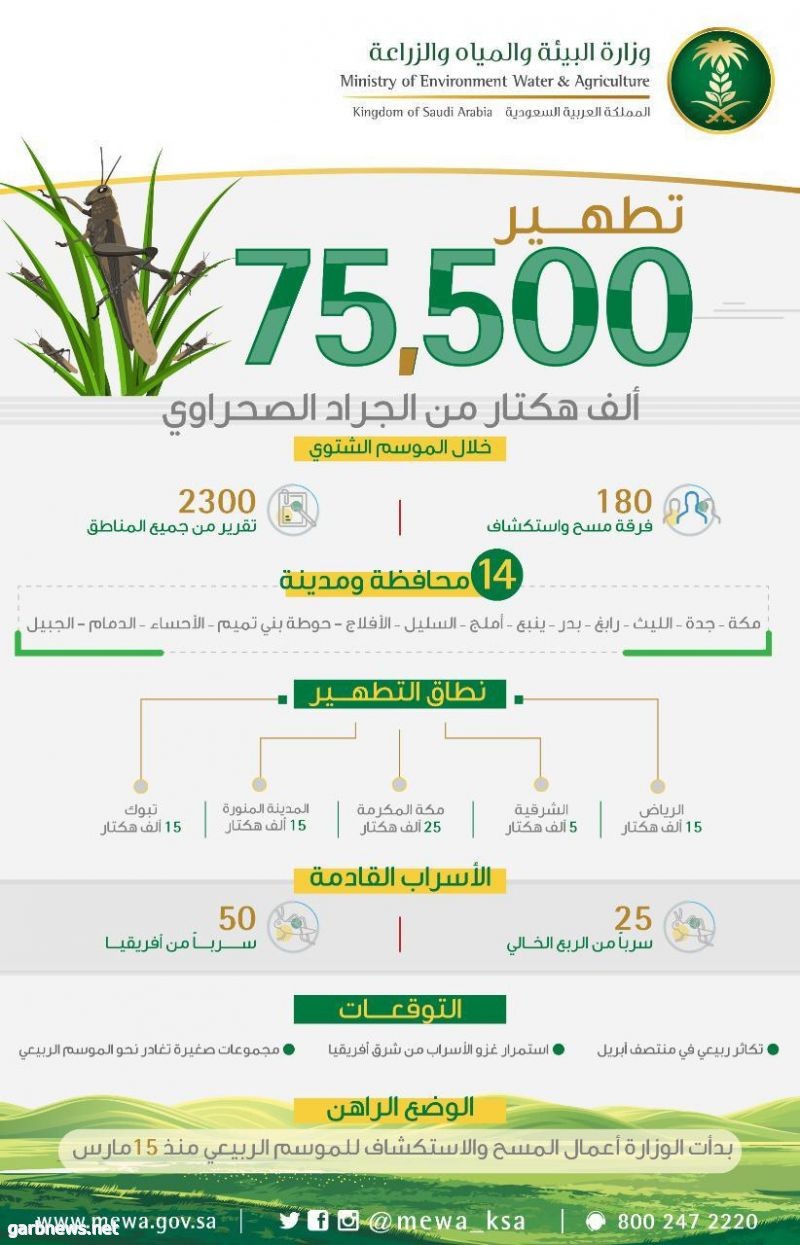 "البيئة" تكافح الجراد الصحراوي في مساحة 75500 هكتار خلال الموسم الشتوي