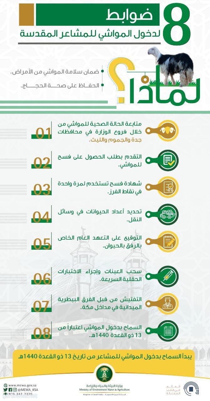 "البيئة" تحدد 8 ضوابط لدخول المواشي إلى المشاعر المقدسة