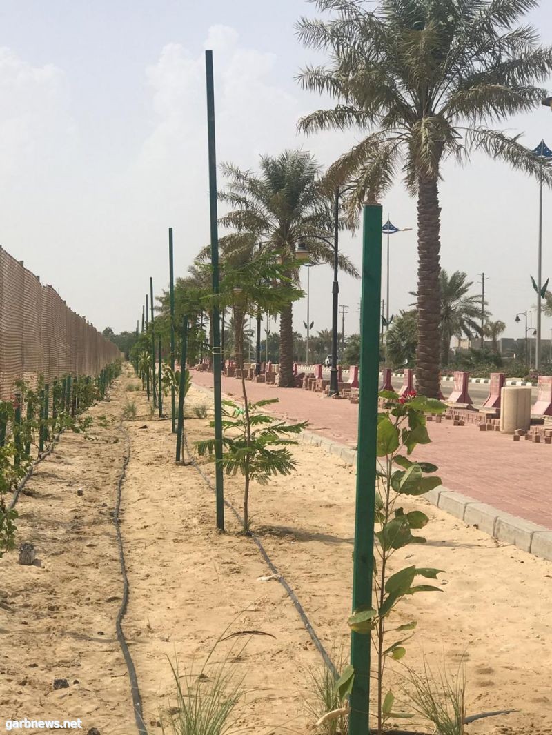 غرب الإخبارية بلدية رأس تنورة تزرع ألف شجرة من أشجار الظل خلال