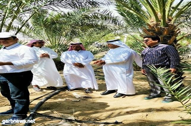 يبحث أسباب عدم  إنتاجية نخيل التمر في الباحة