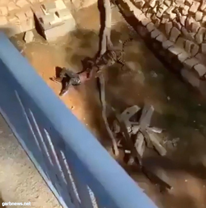حقيقة فيديو مهاجمة نمر لسودانى فى حديقة حيوان الملز