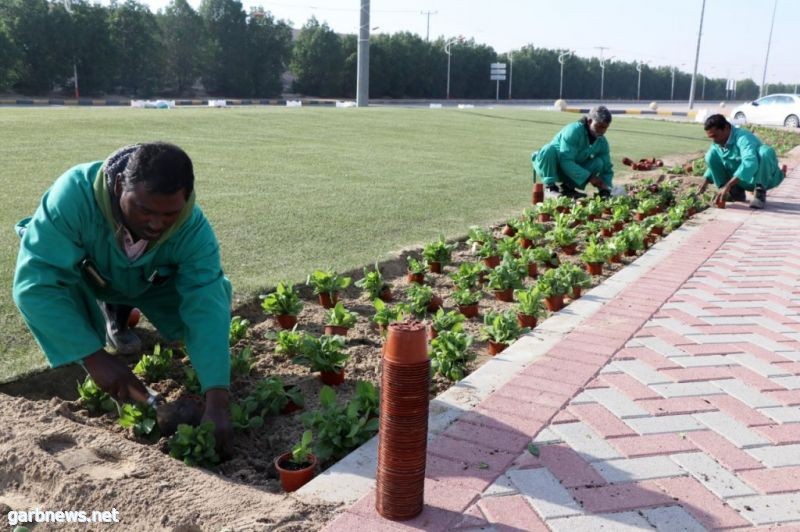 بلدية محافظة النعيرية: تزرع 1000 شجرة ضمن مبادرة شرقية خضراء وتنتهي من زراعة (250) ألف شتلة زهور موسمية