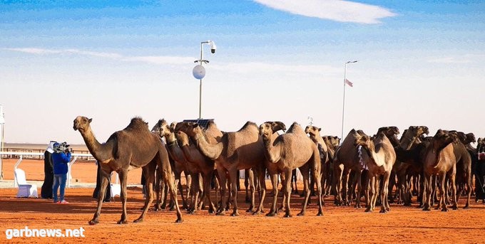 مسابقة النخبة تقام غداً لأول مرة في مهرجان الملك عبدالعزيز للإبل