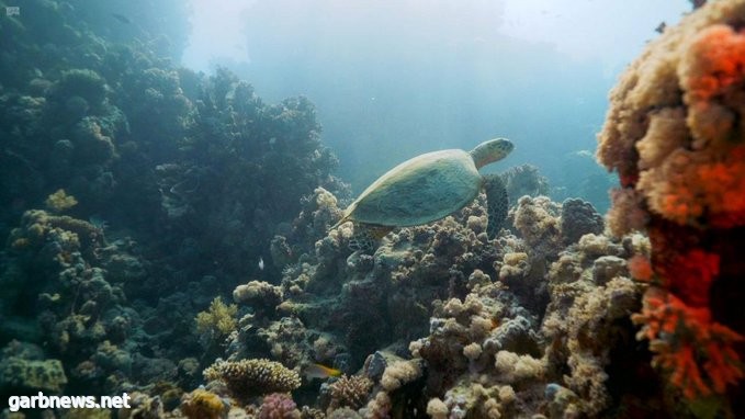 شركة البحر الأحمر تطلق برنامجاً لحماية السلاحف المهددة بالانقراض.