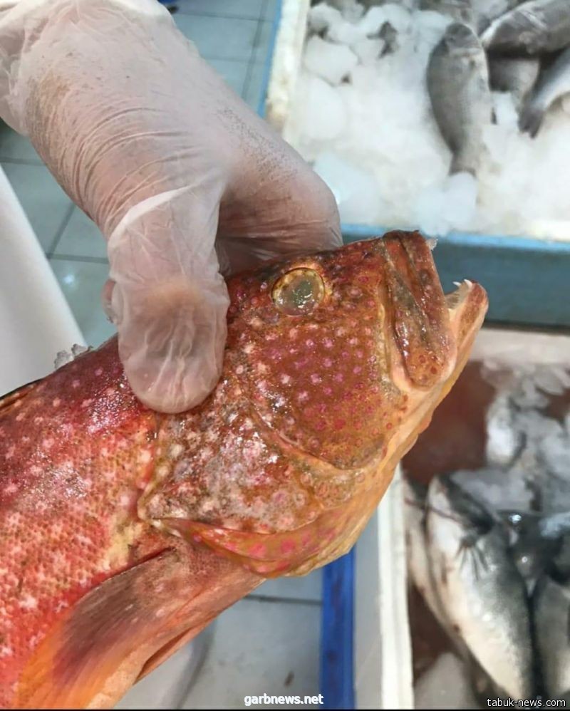 أمانة تبوك تغلق 9 محلات لبيع الأسماك والروبيان وتتلف ما يزيد عن 70 كيلوجراماً