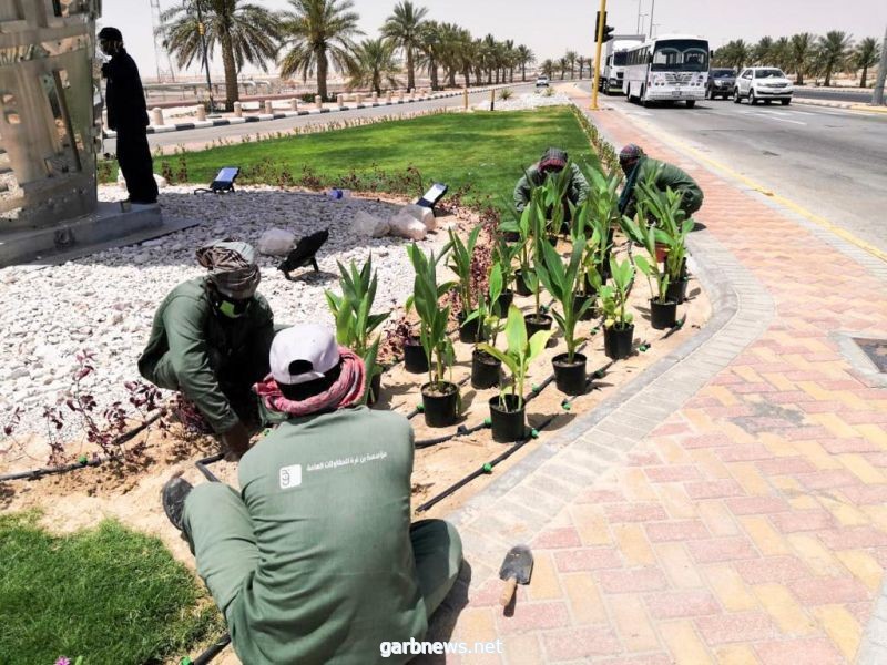 بلدية بقيق تزرع أكثر من 400 شجرة و 81 ألف زهرة خلال النصف الأول من هذا العام