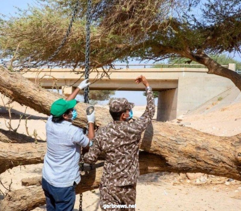 الأمن البيئي ينقذ شجرة طلح معمرة جرفتها السيول