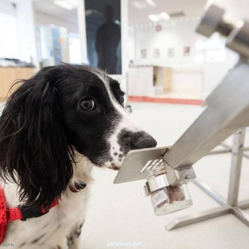 تدريب الكلاب في بريطانيا على شم فيروس كورونا!
