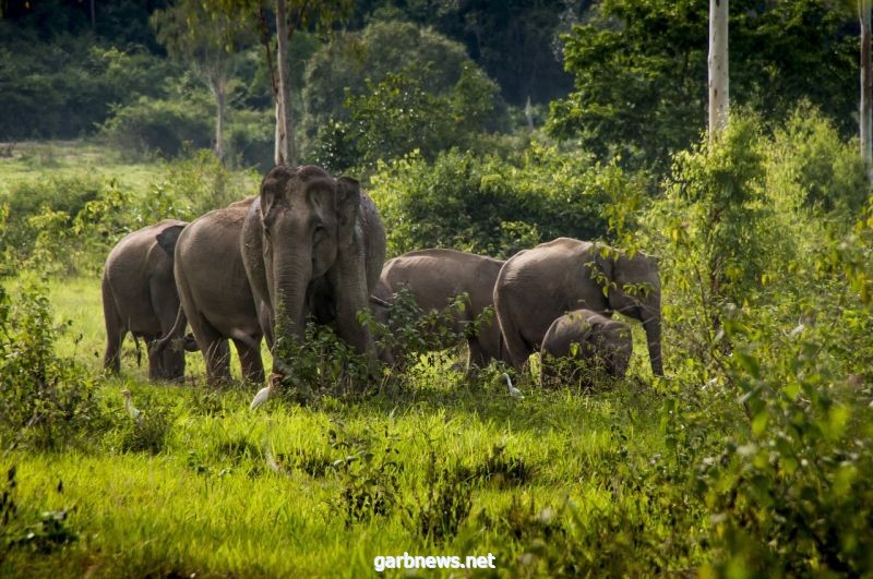 تايلند تطلق مشروعاً لرعاية مجتمع الفيلة