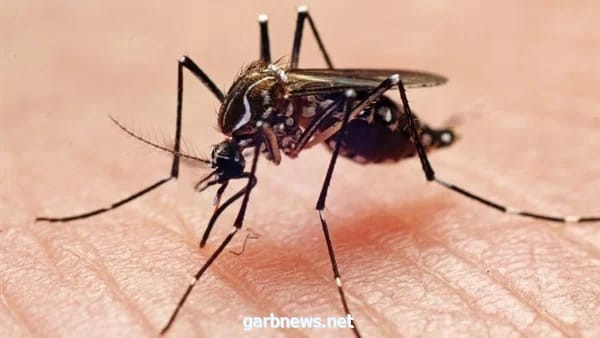 تقارير صينية تكشف عن مرض جديد ينتقل من خلال الحشرات