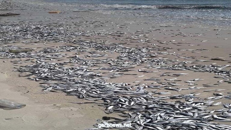 موريتانيا.. نفوق عشرات الأطنان من الأسماك ينذر بكارثة بيئية