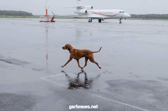 كلب  يؤجل عدة رحلات جوية و يلغي هبوط الكثير من الطائرات  في تورنتو بكندا