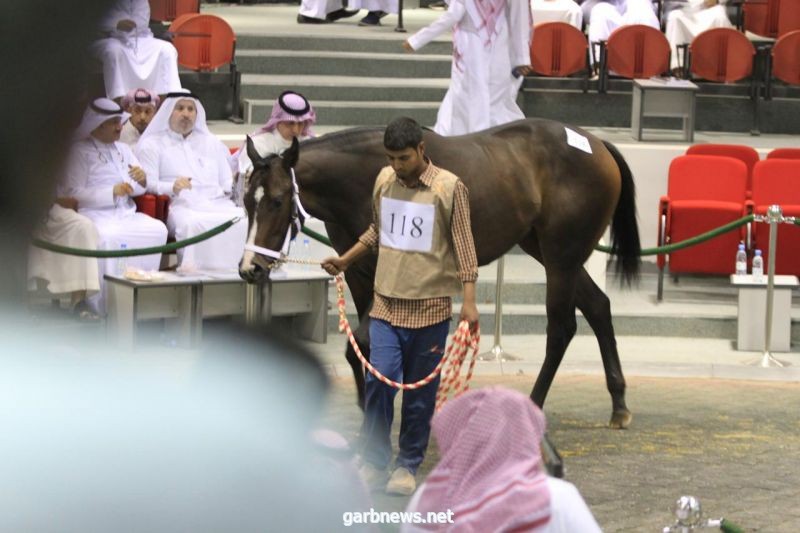 463 مهراً في مزاد نادي سباقات الخيل بالجنادرية