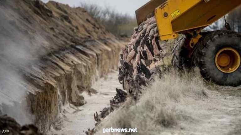 بعد أن دفنوه خشية كورونا.. حيوان المنك يظهر من جديد