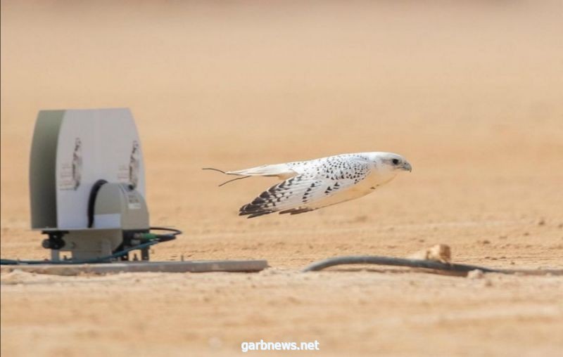 مهرجان الملك عبدالعزيز يستخدم تقنية "الفار" لتحكيم منافسات الصقور