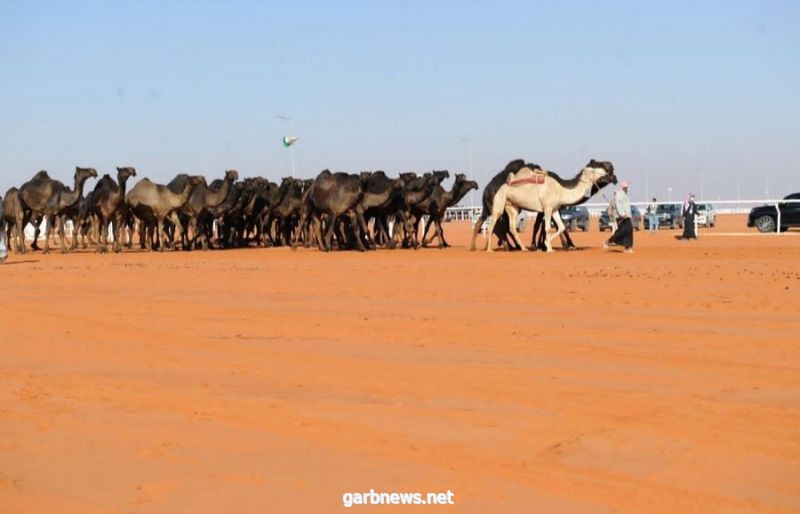 الفردية "الذاير" تحقق المركز الأول في شوط "سيف الملك" بمهرجان الملك عبدالعزيز للإبل