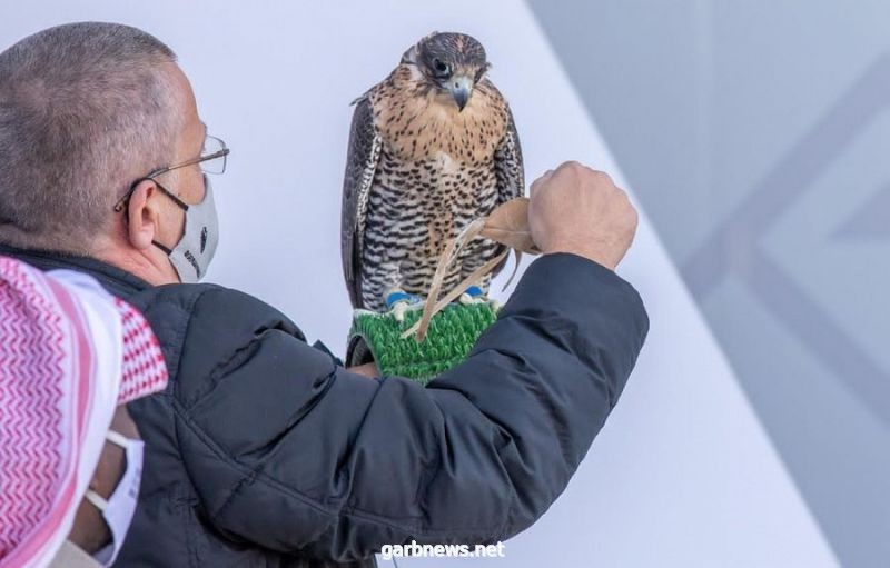 مهرجان الملك عبدالعزيز للصقور يقيم 10 أشواط لملواح الدوليين