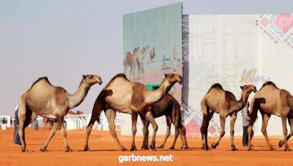 إقامة العرض النهائي للمتأهلين في فئة "الفحل وإنتاجه" للون "الصفر"