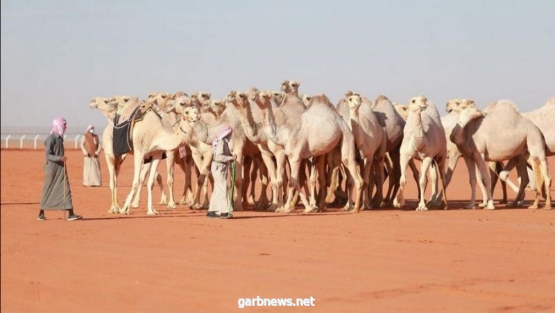 13 مشاركًا يتأهلون في «صُفُر» كأس النادي بمهرجان الإبل