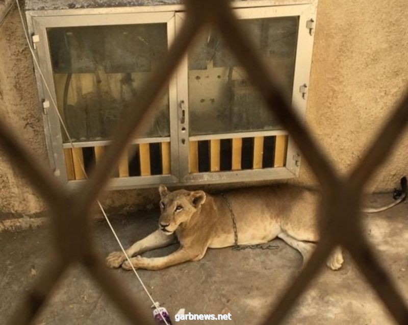 بعد بلاغ السكان بسماع صوت زئير.. الجهات الأمنية تباشر منزلاً مهجوراً به "لبؤة" في مكة