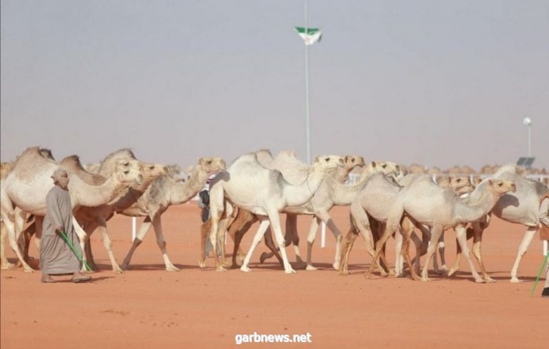 السبيعي يُتوَّج بكأس النادي فئة الـ"حمر" في مهرجان الملك عبدالعزبز للإبل