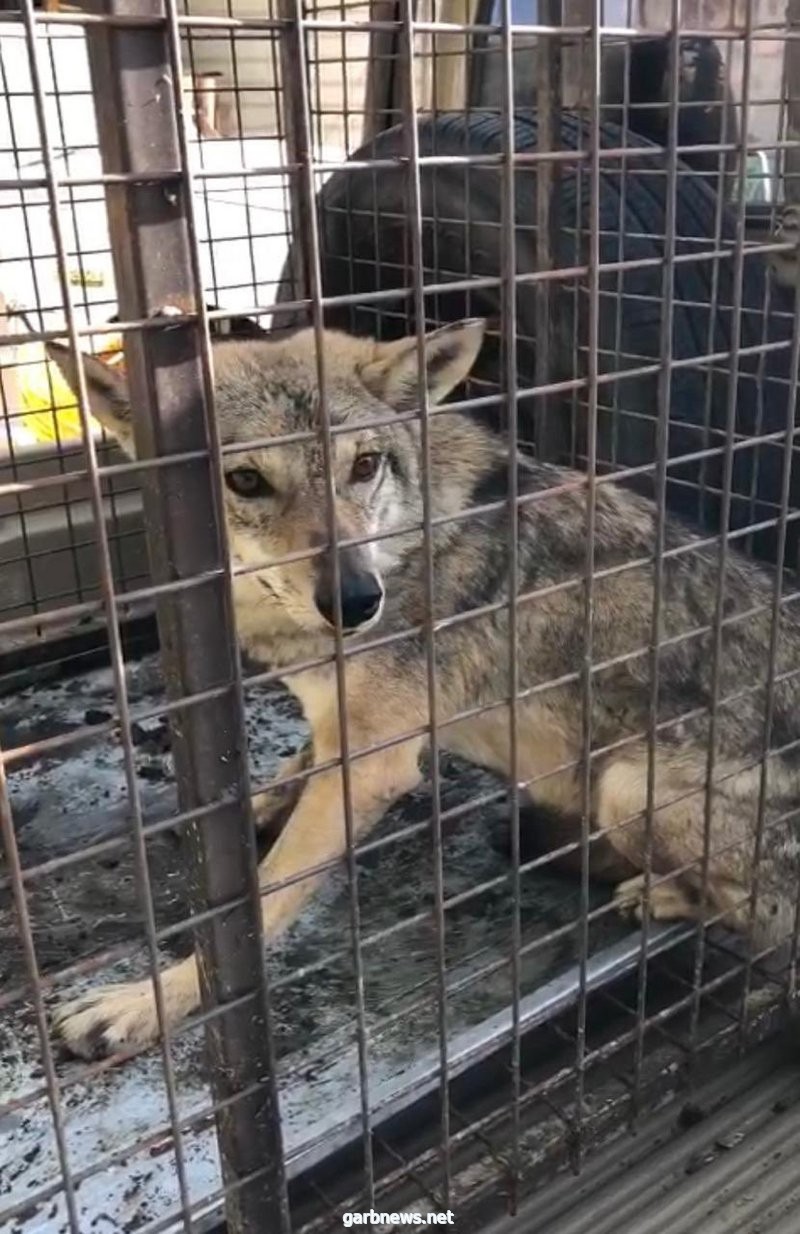 نقل الحيوان إلى مركز الإيواء لرعايته وإعادة تأهيله مواطن يسلّم ذئبًا عربيًا إلى مركز تنمية الحياة الفطرية