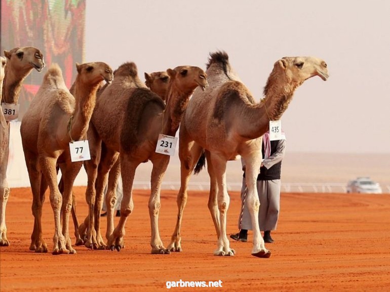 مهرجان الإبل : العتيبي يفوز بفردي الحمر .. والسعدي يحافظ على لقب فردي (دق) لون الشقح