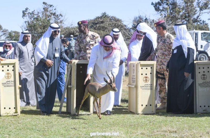 أمير #عسير يطلق عددًا من الوعول والظباء العربية المهددة بالانقراض