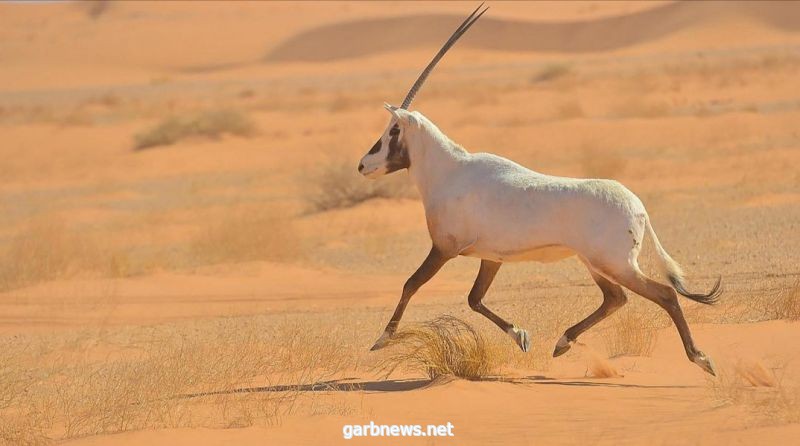 نجران.. بوابة سياحية لاستكشاف الربع الخالي