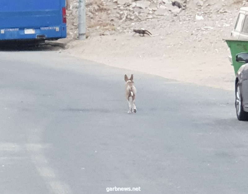 على وقع فاجعة الرياض.. كلاب تؤرق سكان مخطط السفياني بمكة