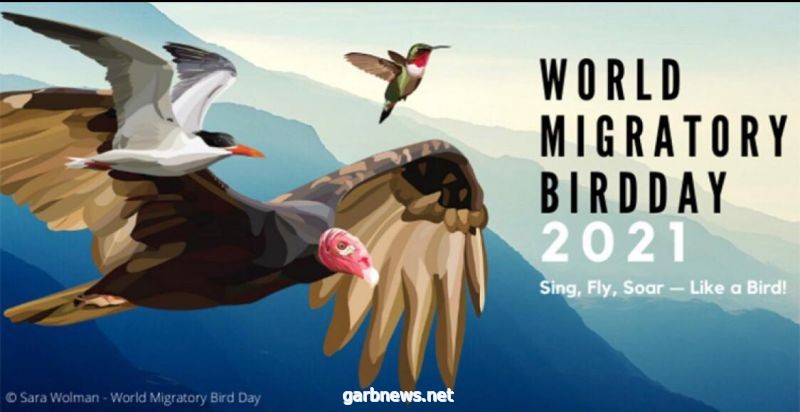 في اليوم العالمي للطيور المهاجرة.. جهود سعودية لإعادة الصقور إلى مواطنها