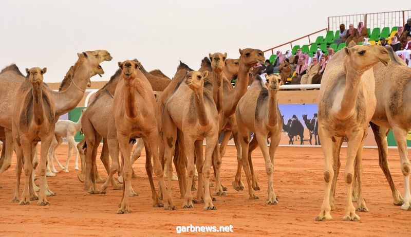 مذكرة تعاون بين جامعة الإمام والمنظمة الدولية للإبل لدعم تطوير قطاع الإبل إعلاميًّا وثقافيًّا