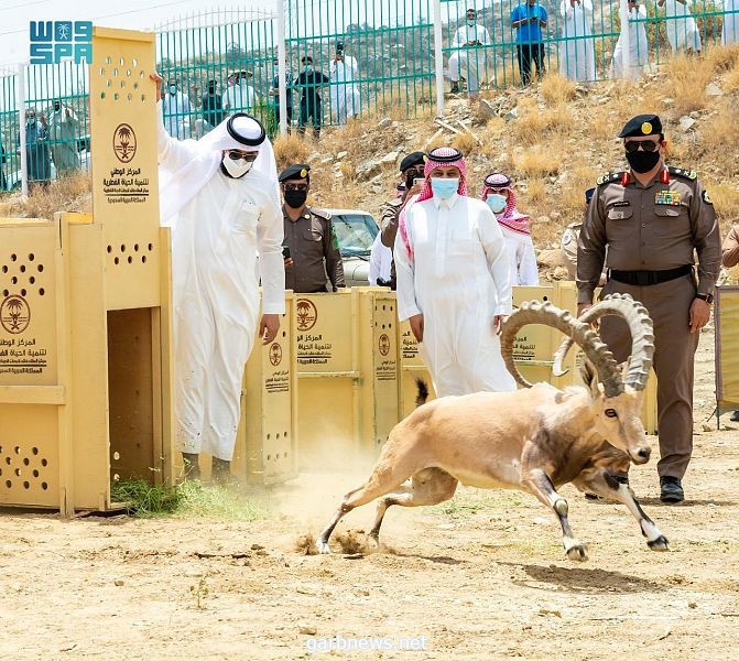 سمو أمير الباحة يرعى عملية إطلاق 20 وعلاً جبلياً بالمنتزه الوطني ببلجرشي