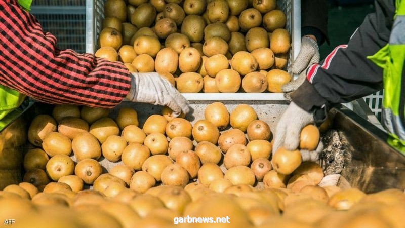 “حرب الكيوي”.. الفاكهة الذهبية تشعل نزاعا دوليا