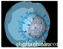 فيروس الكورونا الجديدة (الفيروس المكلَّل)