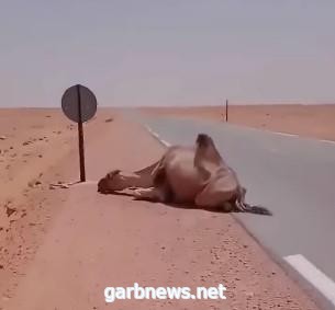 جمل كاد يموت من العطش في صحراء الجزائر.. وهذا ما فعله معه سائق شاحنة