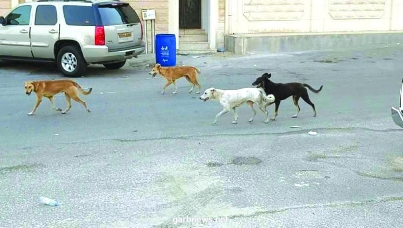 مصادر: "أمانة الرياض" تعتزم التعاقد مع شركة للسيطرة على القطط والكلاب الضالة